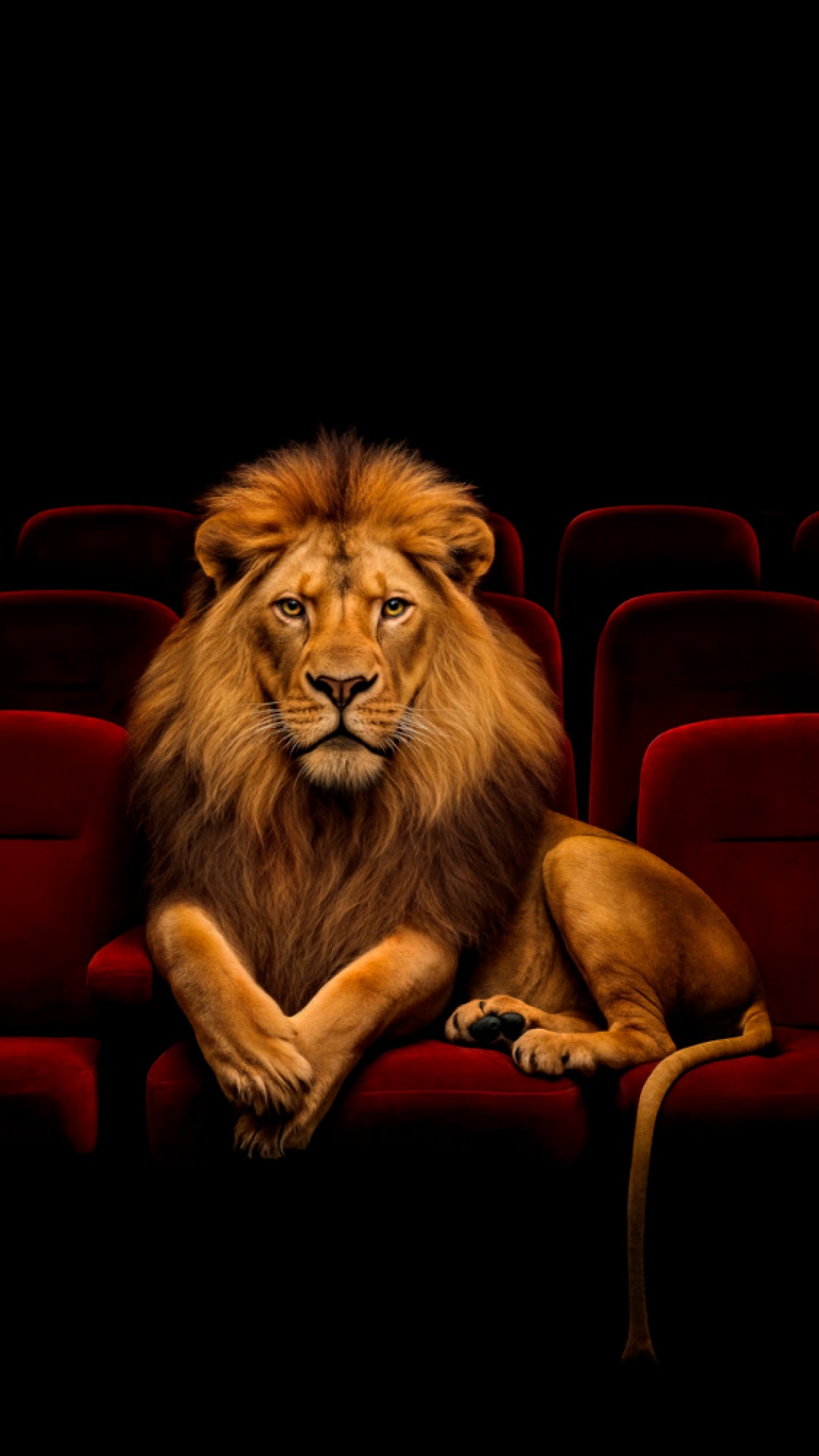 Lion assis dans une salle de cinéma